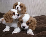 Собаки в Москве: Щенки Кавалер Кинг Чарльз спаниель Мальчик, 80 000 руб. - фото 4