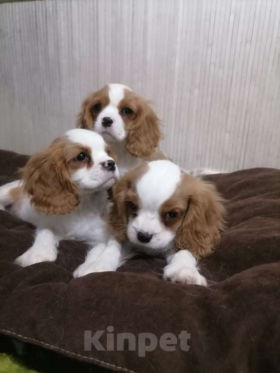 Собаки в Москве: Щенки Кавалер Кинг Чарльз спаниель Мальчик, 80 000 руб. - фото 4
