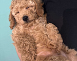 Собаки в Санкт-Петербурге: Малый пудель щенок Мальчик, 35 000 руб. - фото 2