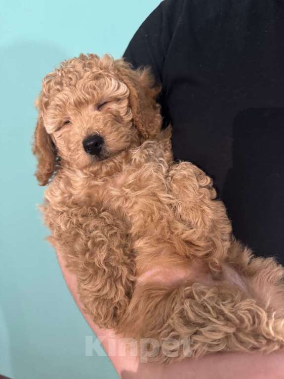 Собаки в Санкт-Петербурге: Малый пудель щенок Мальчик, 35 000 руб. - фото 2