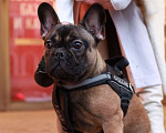 Собаки в Санкт-Петербурге: Очаровательная девочка французского бульдога  Девочка, 45 000 руб. - фото 8