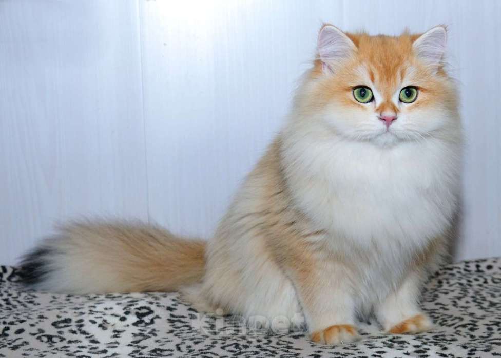 Кошки в Рыбинске: Барси Мальчик, 25 000 руб. - фото 1