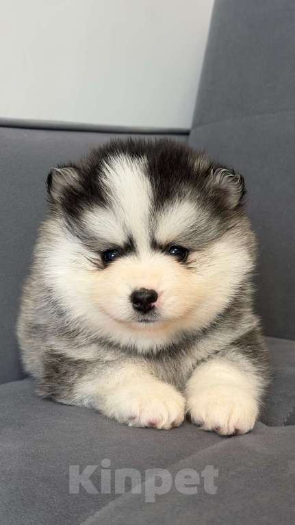 Собаки в Санкт-Петербурге: Мальчик помски Мальчик, 70 000 руб. - фото 1