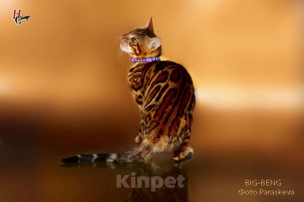 Кошки в Санкт-Петербурге:  Бенгальский кот 3 месяца Мальчик, 40 000 руб. - фото 4
