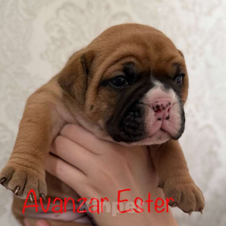 Собаки в Всеволожске: Континентальный бульдог РКФ Питомник Девочка, 150 000 руб. - фото 2