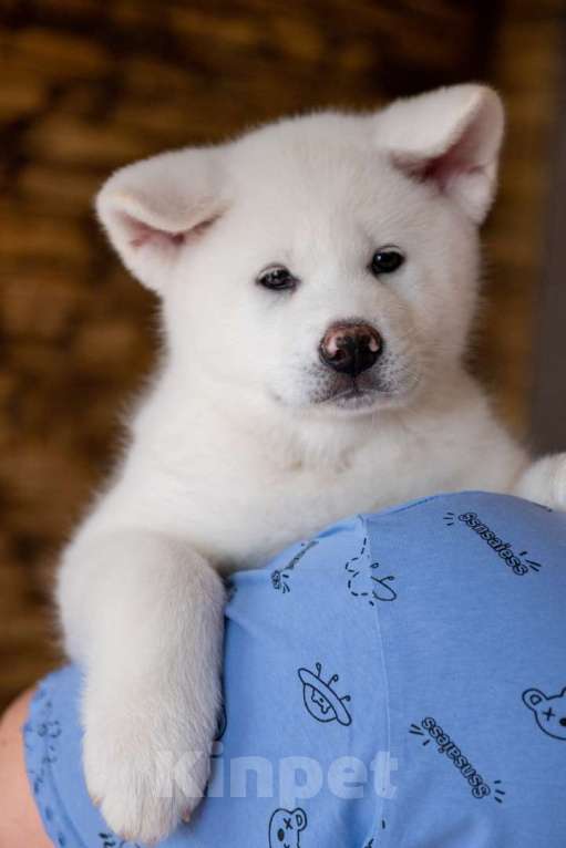 Собаки в Москве: Очаровательные малыши Акита ину  Мальчик, 90 000 руб. - фото 2