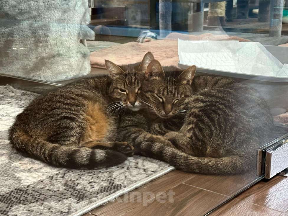 Кошки в Москве: Возможно, у неё уже был дом  Девочка, Бесплатно - фото 5