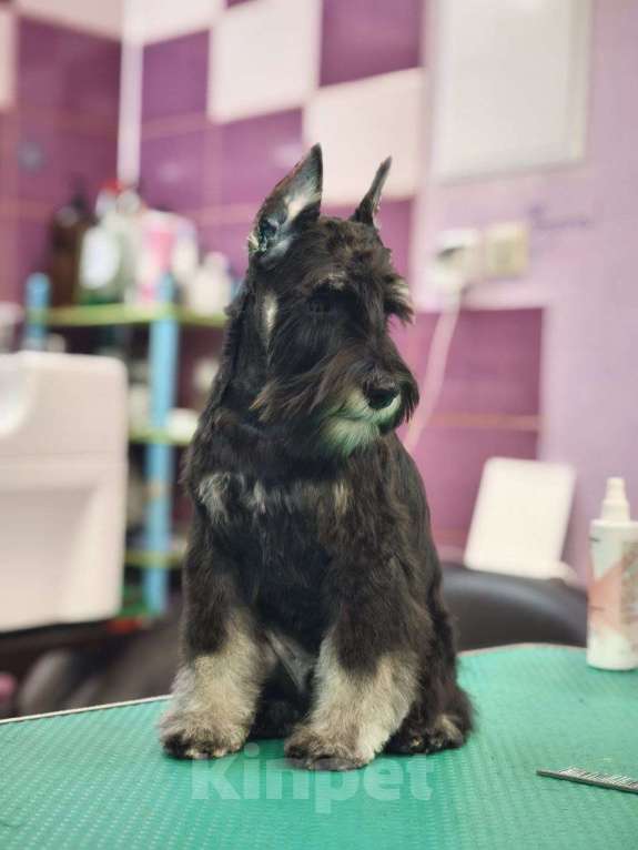 Собаки в Москве: Щенок цвергшнауцера, мальчик.полностью купирован. Мальчик, 65 000 руб. - фото 1