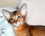 Кошки в Москве: Абиссинские котята Мальчик, 70 000 руб. - фото 1