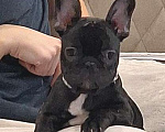 Собаки в Щелково: Мальчик-красавчик Мальчик, Бесплатно - фото 3