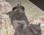 Кошки в Щербинке: Бесплатно британец Лёва  Мальчик, Бесплатно - фото 5