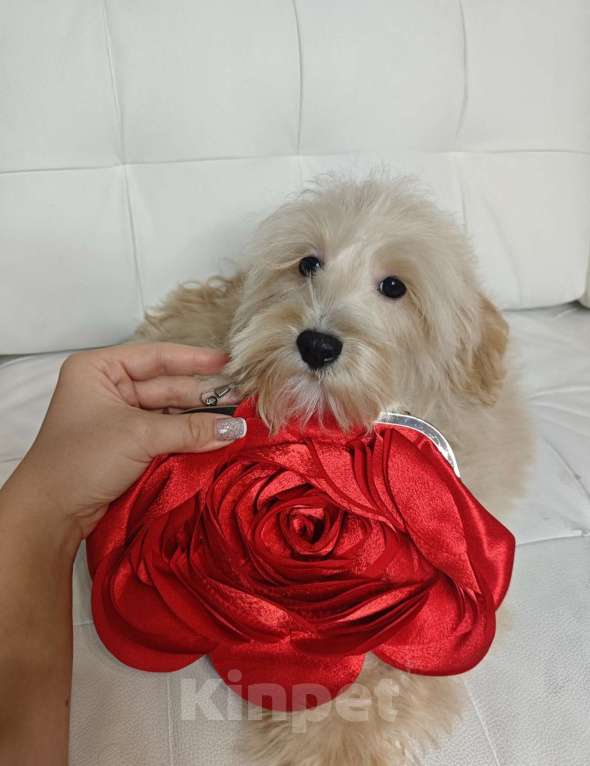 Собаки в Москве: Мальтипу дрессированный щенок  Мальчик, Бесплатно - фото 1