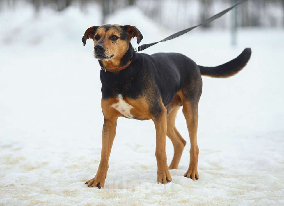 Собаки в Москве: Басти. Лапа, сердце и ветпаспорт в придачу Мальчик, Бесплатно - фото 6