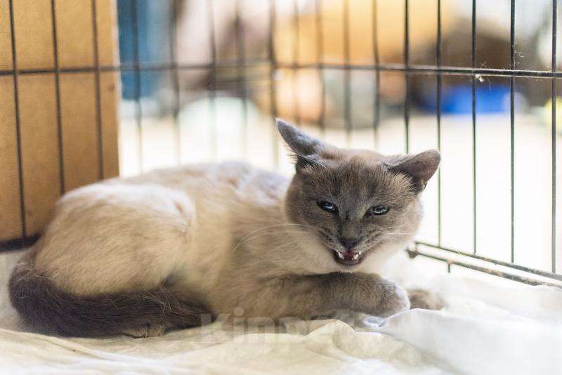 Кошки в Москве: Невероятная красавица Агата в добрые руки.  Девочка, Бесплатно - фото 4