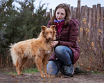 Собаки в Москве: Маленький, жизнерадостный лисёнок в поисках дома! Мальчик, Бесплатно - фото 5
