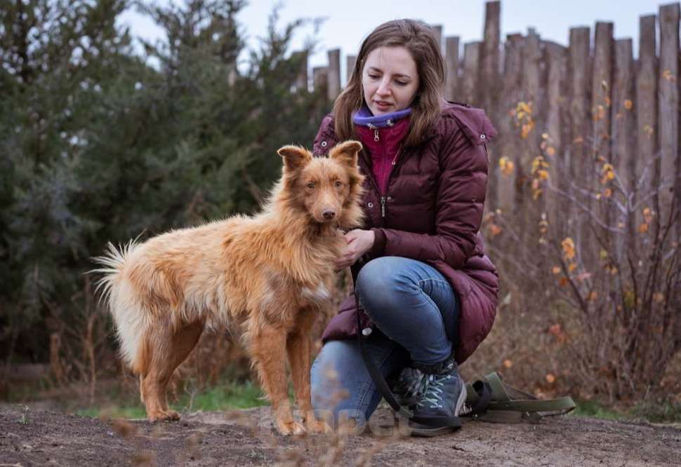 Собаки в Москве: Маленький, жизнерадостный лисёнок в поисках дома! Мальчик, Бесплатно - фото 5