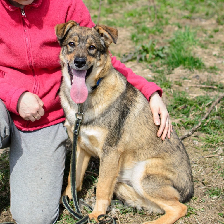 Собаки в других городах Московской области: Пёсик для обнимашек Оззи. Мальчик, Бесплатно - фото 3
