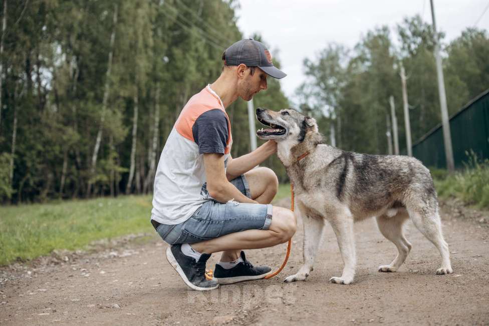 Собаки в Москве: Алтай ждёт и надеется Мальчик, Бесплатно - фото 6