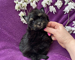 Собаки в Москве: Чёрный йорк мальчик стандарт Мальчик, 50 000 руб. - фото 6