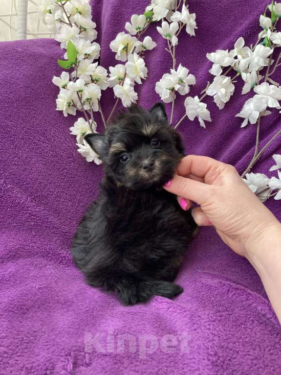 Собаки в Москве: Чёрный йорк мальчик стандарт Мальчик, 50 000 руб. - фото 6