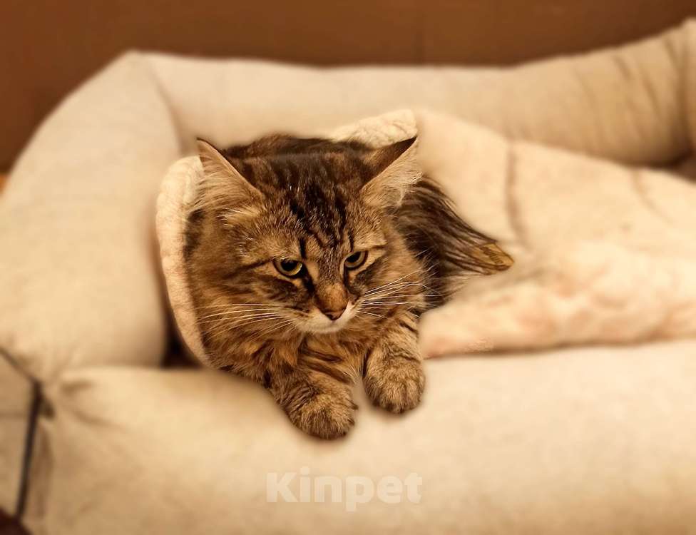 Кошки в Санкт-Петербурге: Кошечка Кристина в поисках дома Девочка, Бесплатно - фото 2