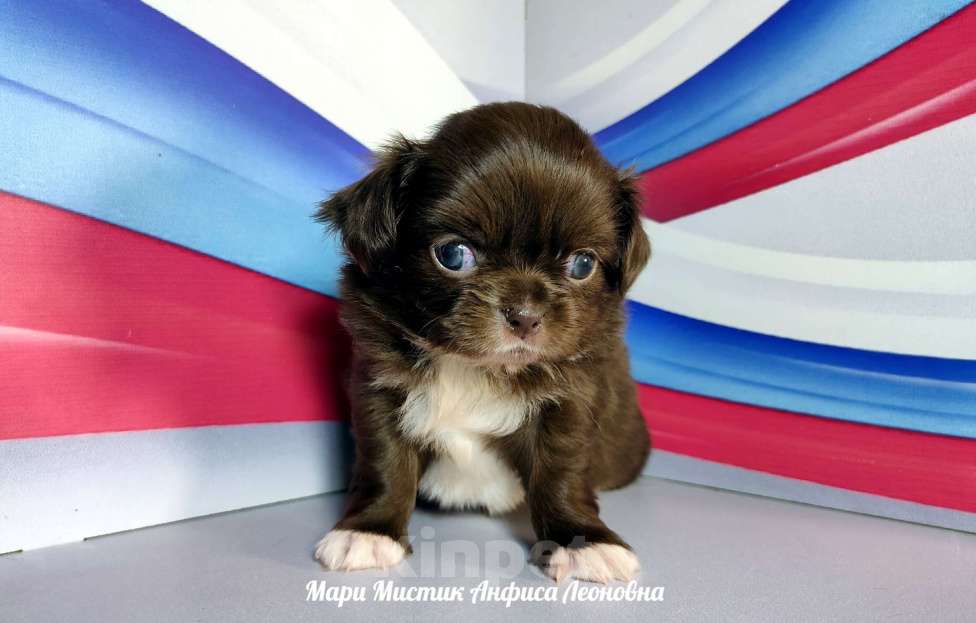 Собаки в Санкт-Петербурге: Здоровые щенки чихуахуа из питомника РКФ Мальчик, 25 000 руб. - фото 3