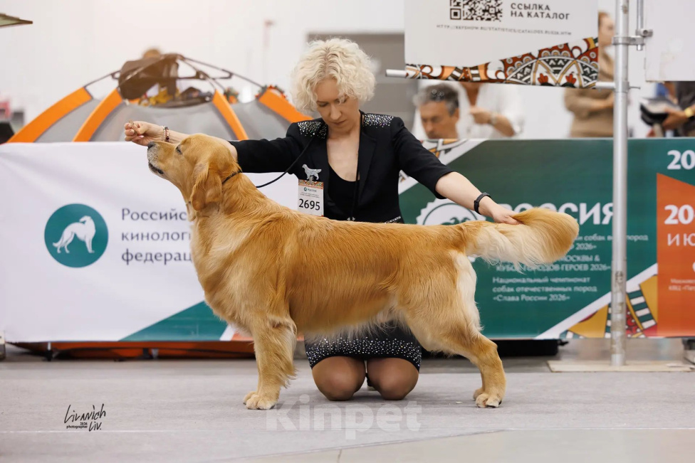 Собаки в Череповце: Щенки золотистого ретривера Девочка, 100 000 руб. - фото 3