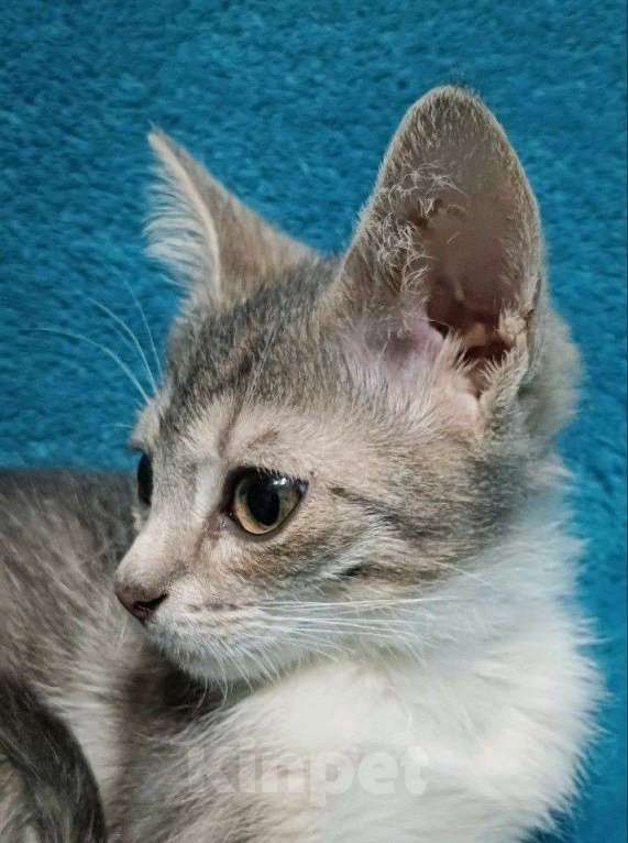 Кошки в Москве: Девочка в добрые руки Девочка, Бесплатно - фото 2