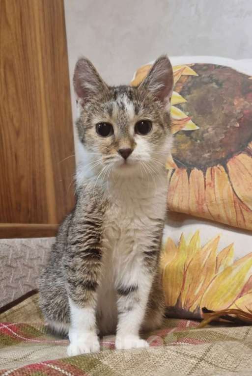 Кошки в Москве: Пухлые щечки и умные глазки Девочка, Бесплатно - фото 4