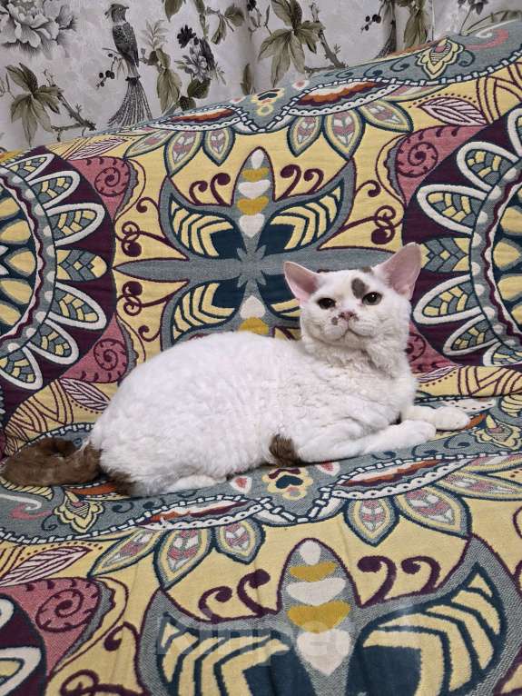 Кошки в Москве: Девон рекс котик  Мальчик, Бесплатно - фото 1