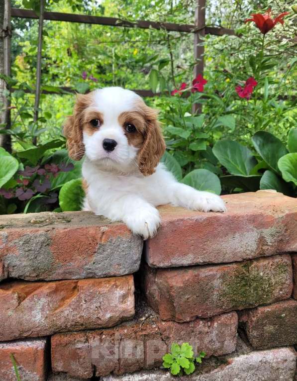 Собаки в Рыбинске: Щенок Кавалер Кинг чарльз спаниель Девочка, 150 000 руб. - фото 4