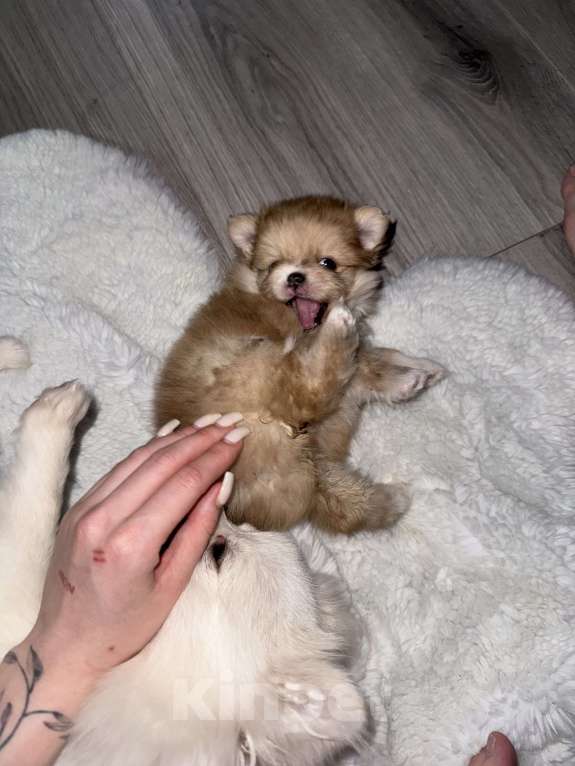 Собаки в Владивостоке: Шпиц немецкий Девочка, 40 000 руб. - фото 6