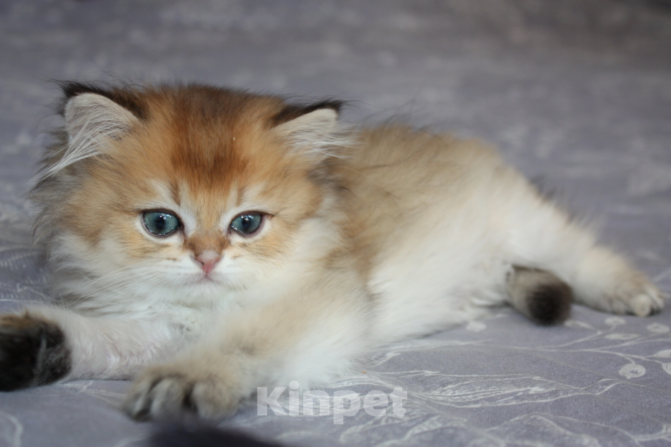 Кошки в Москве: Котик золотая шиншилла Хайленд страйт Мальчик, 30 000 руб. - фото 2