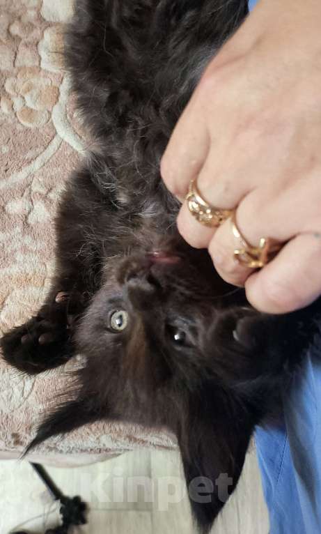 Кошки в Москве: Мейнкун Мальчик, 45 000 руб. - фото 2