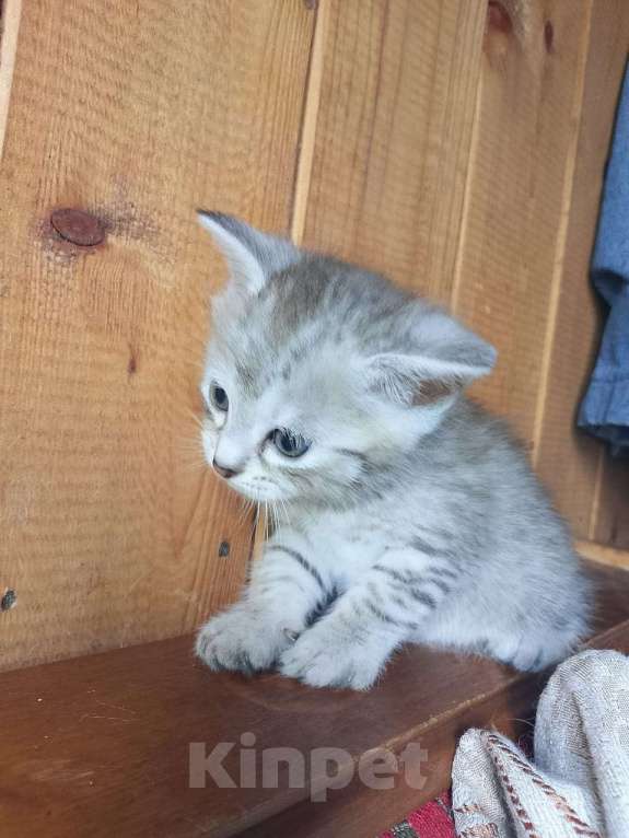 Кошки в Москве: Продам котенка порода курильский бобтейл  Мальчик, 4 000 руб. - фото 4