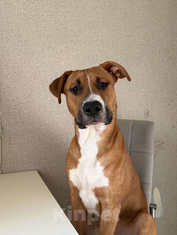 Собаки в Москве: В добрые руки  Мальчик, Бесплатно - фото 4