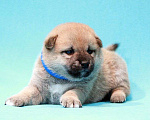 Собаки в Пушкино: Щенок сиба ину (шиба-ину)  Мальчик, 30 000 руб. - фото 3