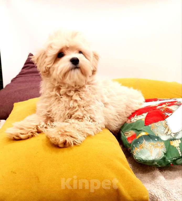 Собаки в других городах Свердловской области: мальтипу F1 мини, кремовый мальчик   Мальчик, 70 000 руб. - фото 3