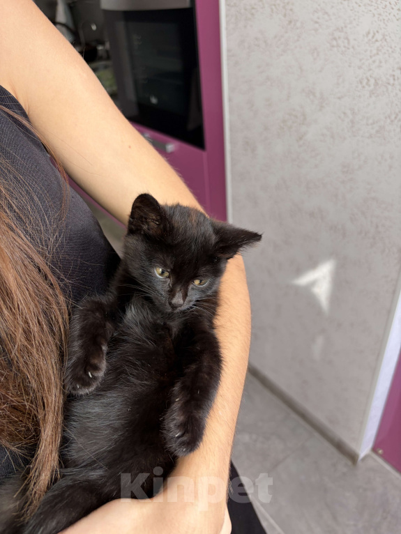 Кошки в Ставрополе: Котенок в добрые руки Девочка, Бесплатно - фото 4