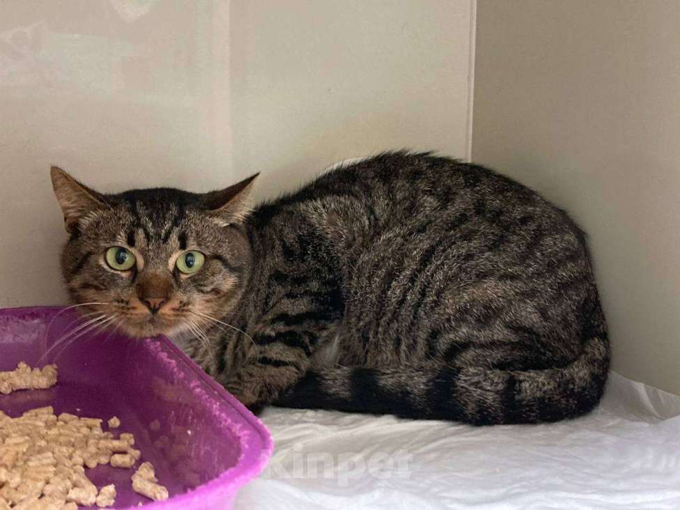 Кошки в Москве: Котик Честер ищет дом Мальчик, Бесплатно - фото 3