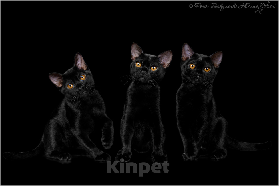Кошки в Ростове-на-Дону: Котята породы Бомбей Мальчик, Бесплатно - фото 7