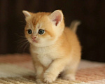 Кошки в Пятигорске: Шиншилла  Мальчик, 10 000 руб. - фото 1