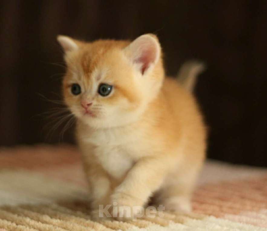 Кошки в Пятигорске: Шиншилла  Мальчик, 10 000 руб. - фото 1