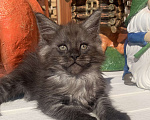Кошки в Санкт-Петербурге: Котик мейн кун чёрный дымный Мальчик, 40 000 руб. - фото 5