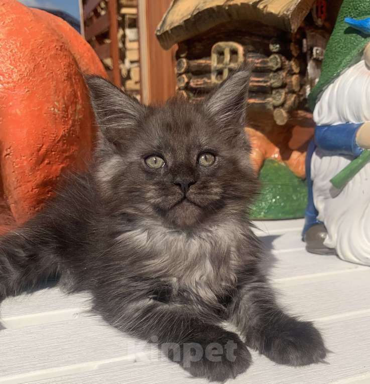 Кошки в Санкт-Петербурге: Котик мейн кун чёрный дымный Мальчик, 40 000 руб. - фото 5