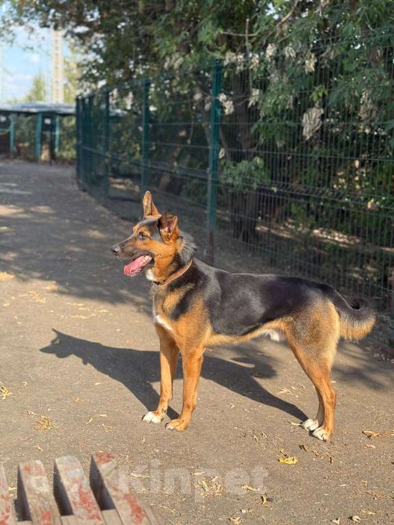 Собаки в Москве: Яго  Мальчик, Бесплатно - фото 8