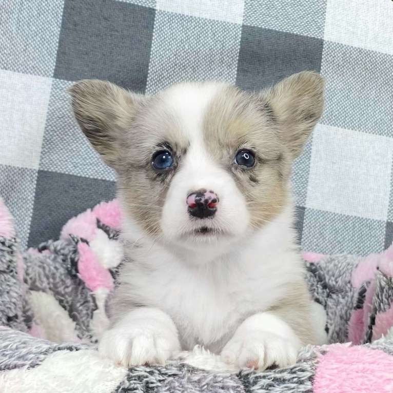 Собаки в Москве: Щенки вельш-корги кардиган Мальчик, 35 000 руб. - фото 2