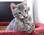 Кошки в Москве: Маленькая кошка, пузико в горошек. Котенок 5 мес в добрые руки. Девочка, Бесплатно - фото 1