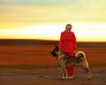 Собаки в Лабинске: Вязка Американец, 16 руб. - фото 1