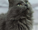 Кошки в Усинске: Кот, Бесплатно - фото 6